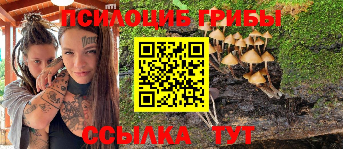 Нерюнгри  Галлюциногенные грибы Psilocybine cubensis  Псилоцибиновые грибы прущие грибы  Вход с VPN 
